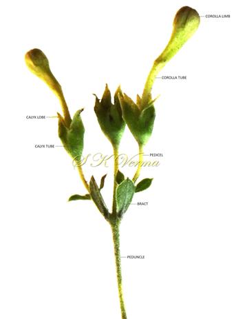  Dichasial cyme